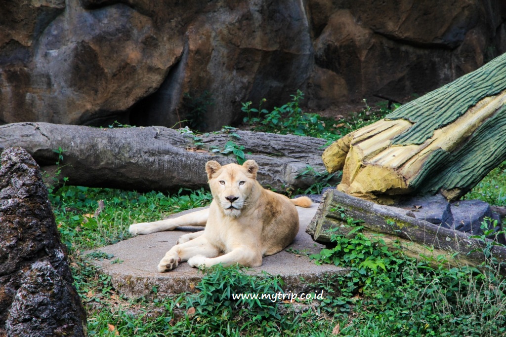 LIBURAN KELUARGA COCOKNYA KE MANA KE TAMAN SAFARI PRIGEN AJA 